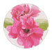 PINK PEONY Round Coasters, set of 4 - The Bronze Butterfly