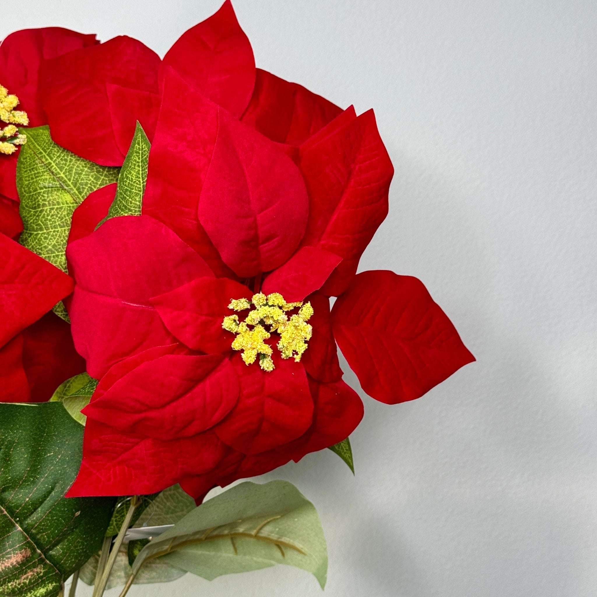 POINSETTIA BUSH 23IN - The Bronze Butterfly