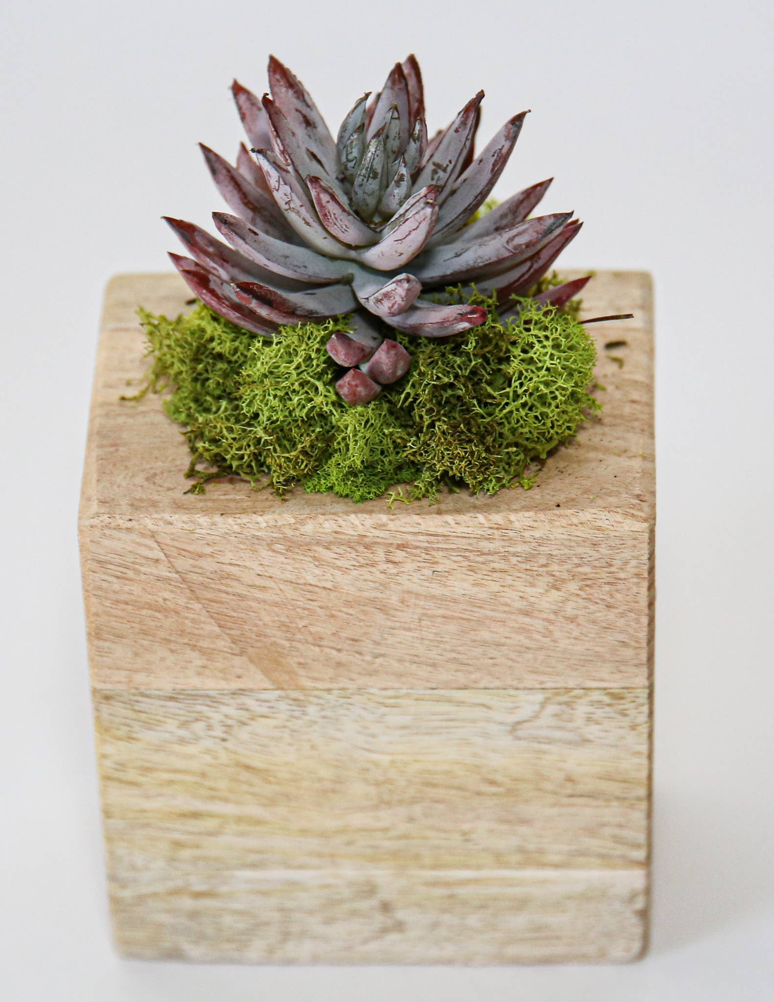 Succulent Sugar Mold - The Bronze Butterfly