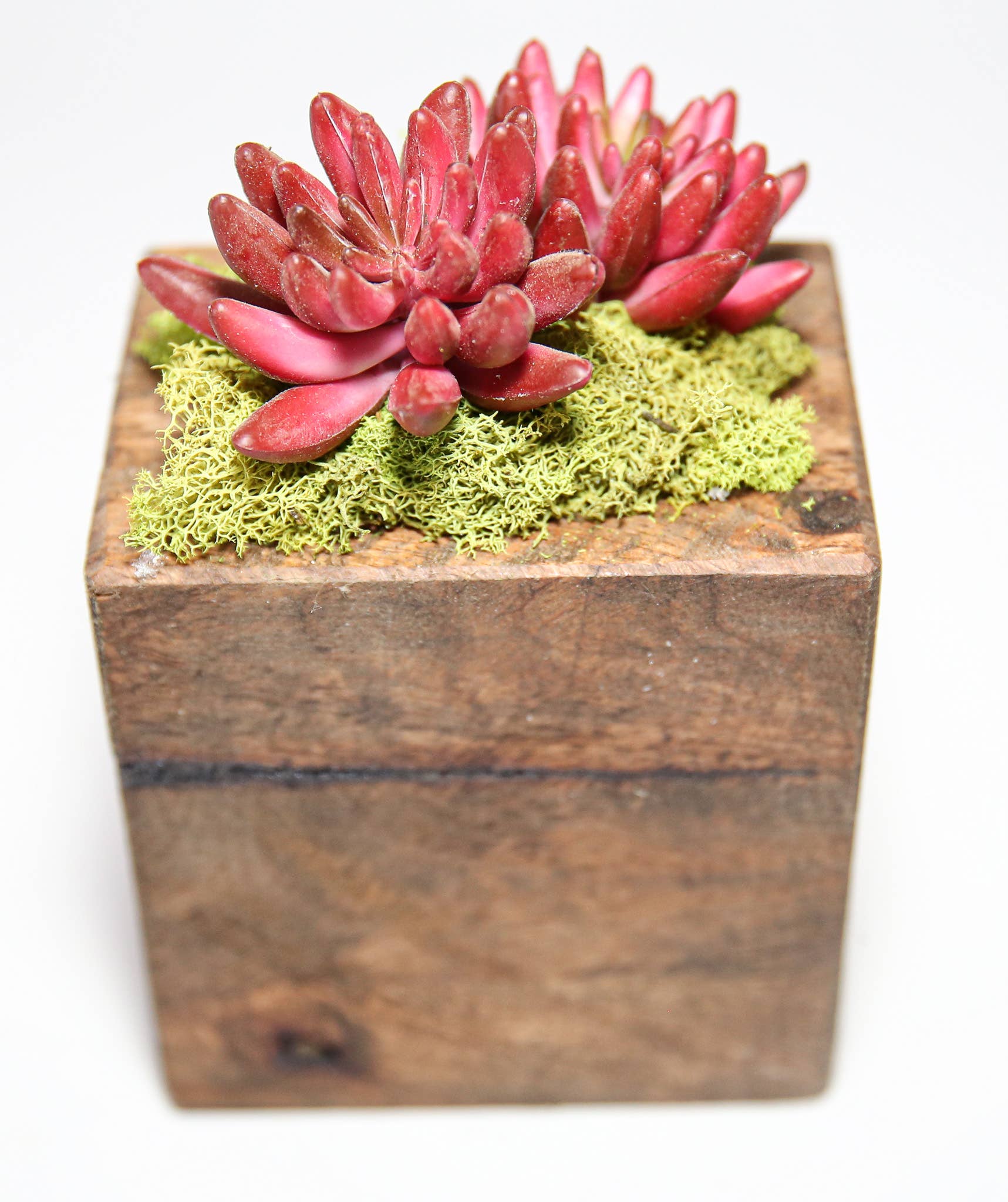 Succulent Sugar Mold - The Bronze Butterfly