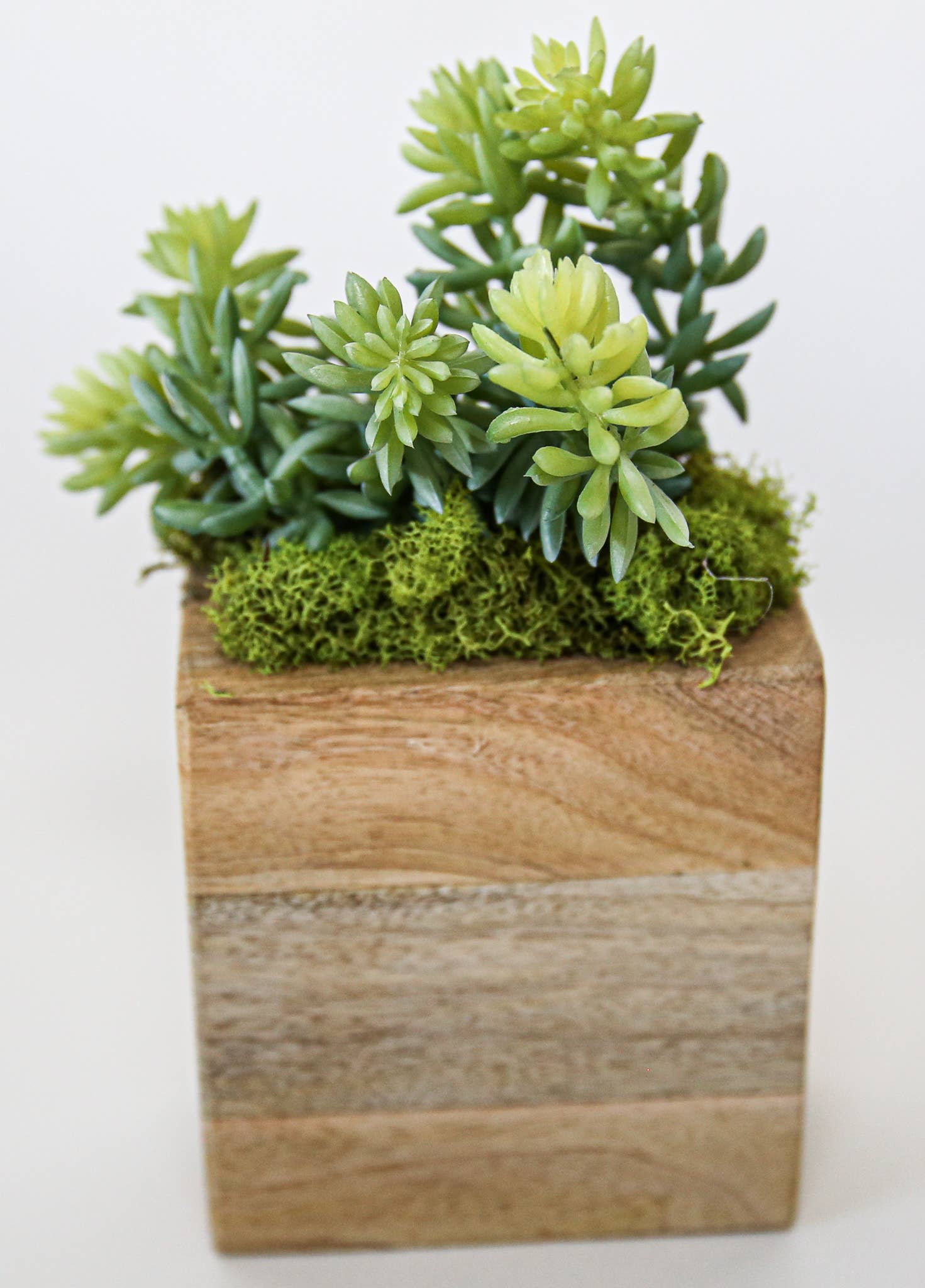 Succulent Sugar Mold - The Bronze Butterfly