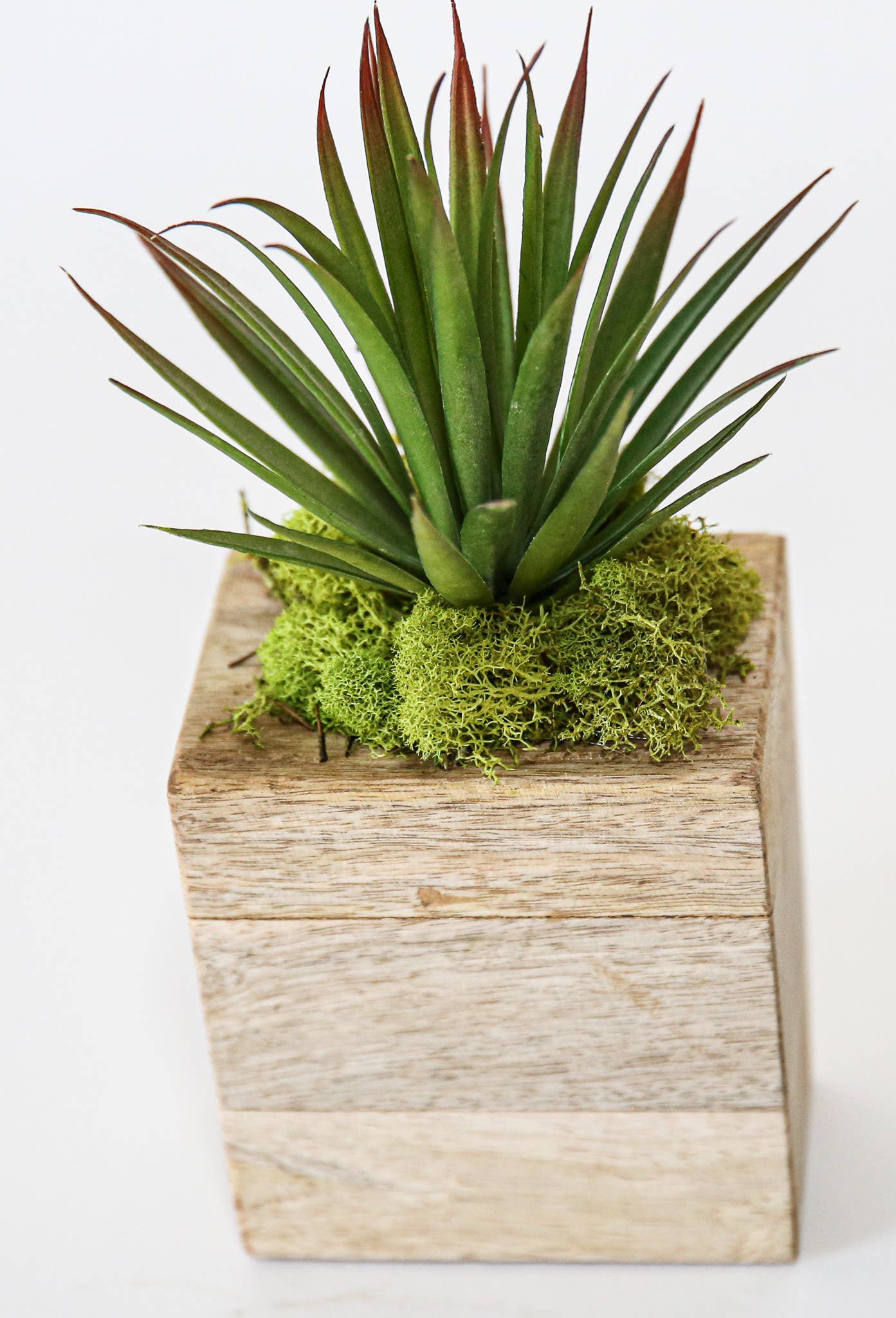 Succulent Sugar Mold - The Bronze Butterfly