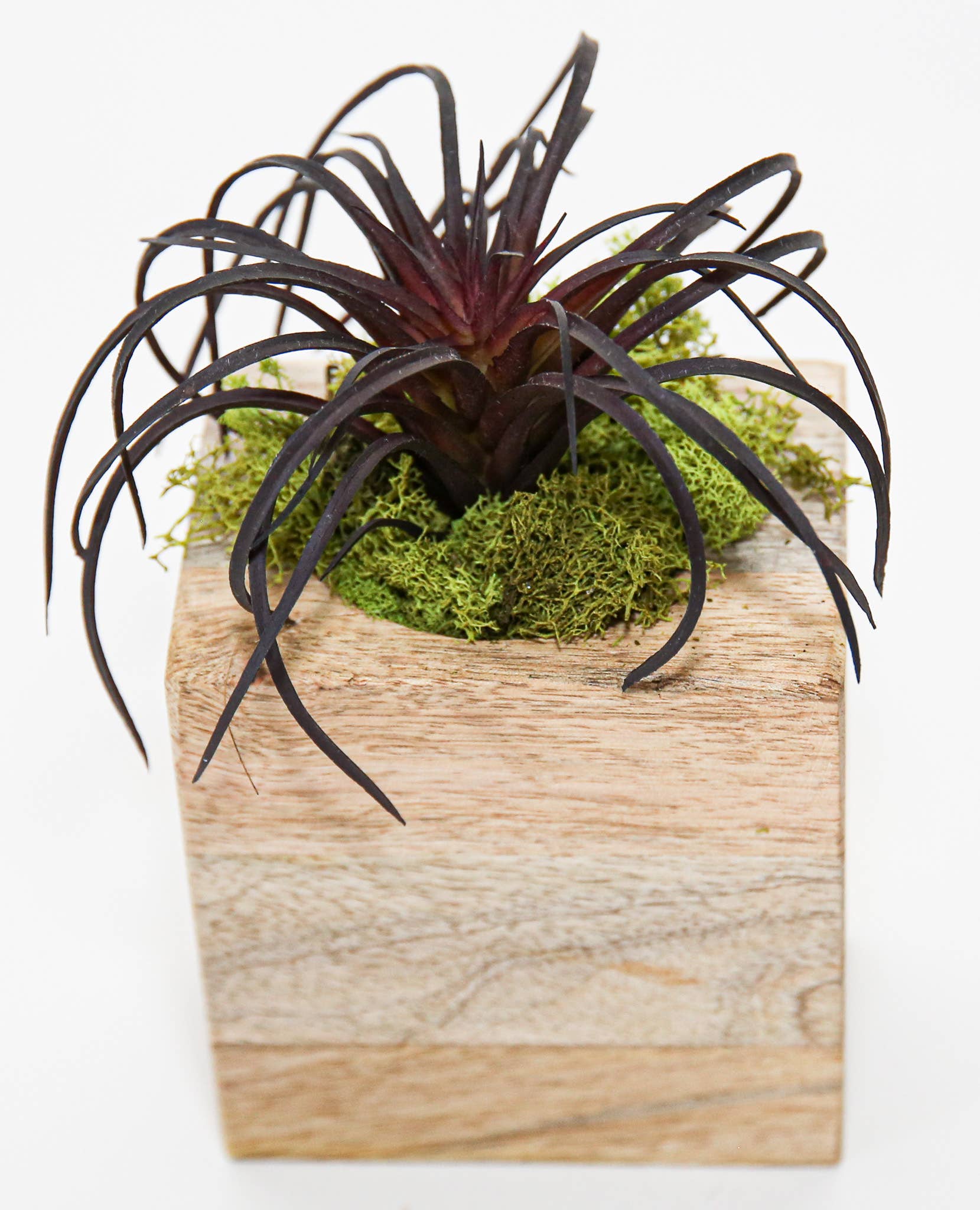 Succulent Sugar Mold - The Bronze Butterfly