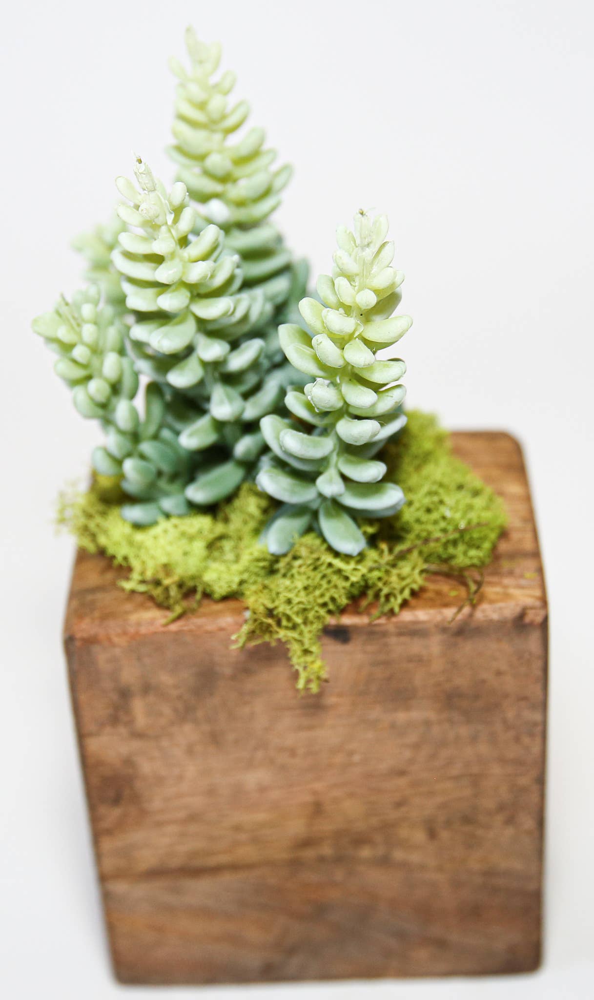 Succulent Sugar Mold - The Bronze Butterfly