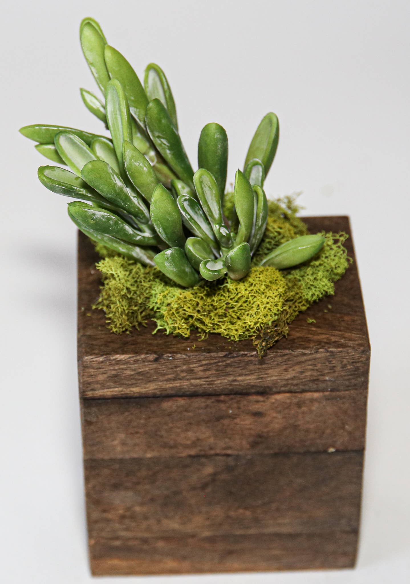 Succulent Sugar Mold - The Bronze Butterfly