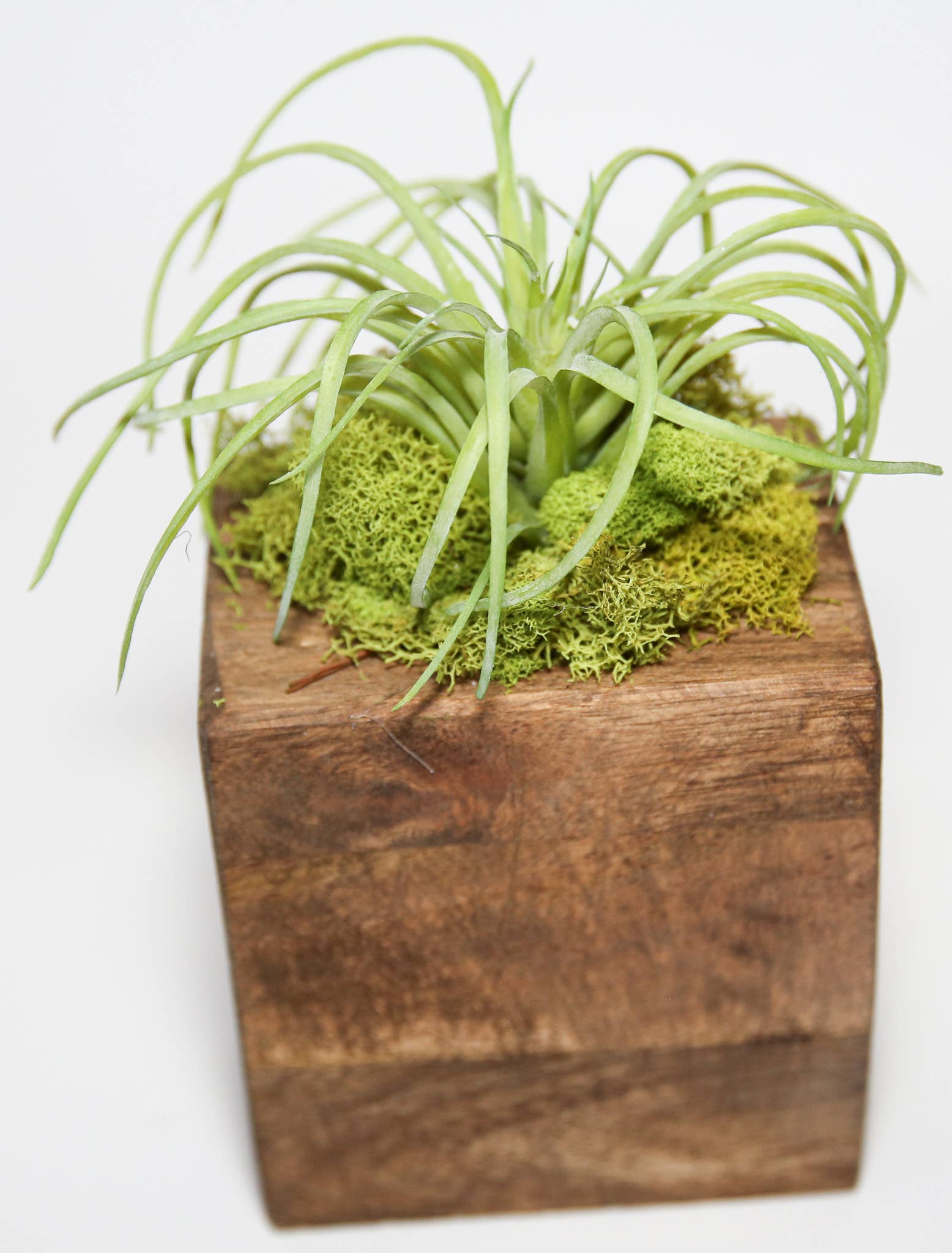 Succulent Sugar Mold - The Bronze Butterfly