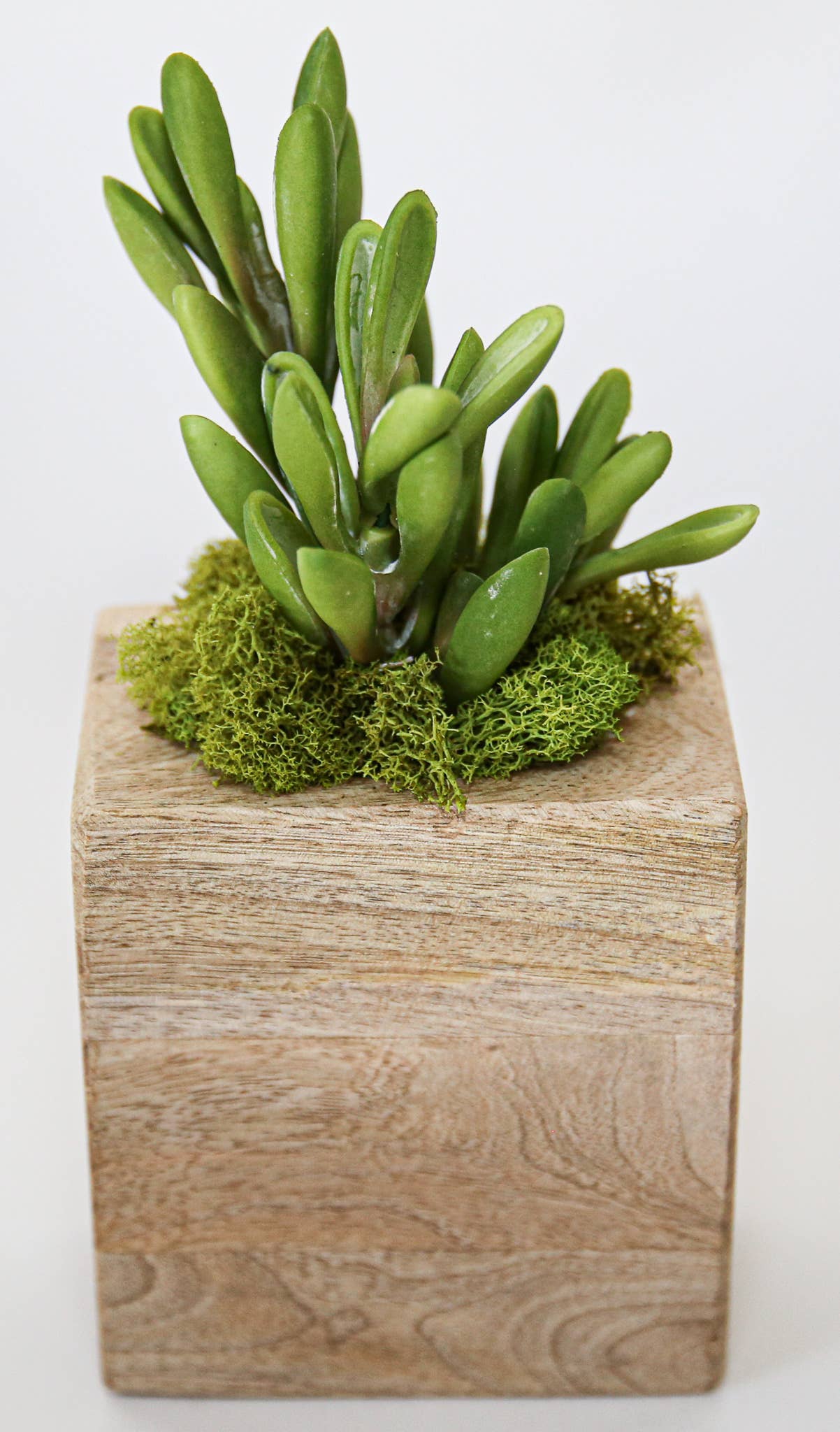 Succulent Sugar Mold - The Bronze Butterfly