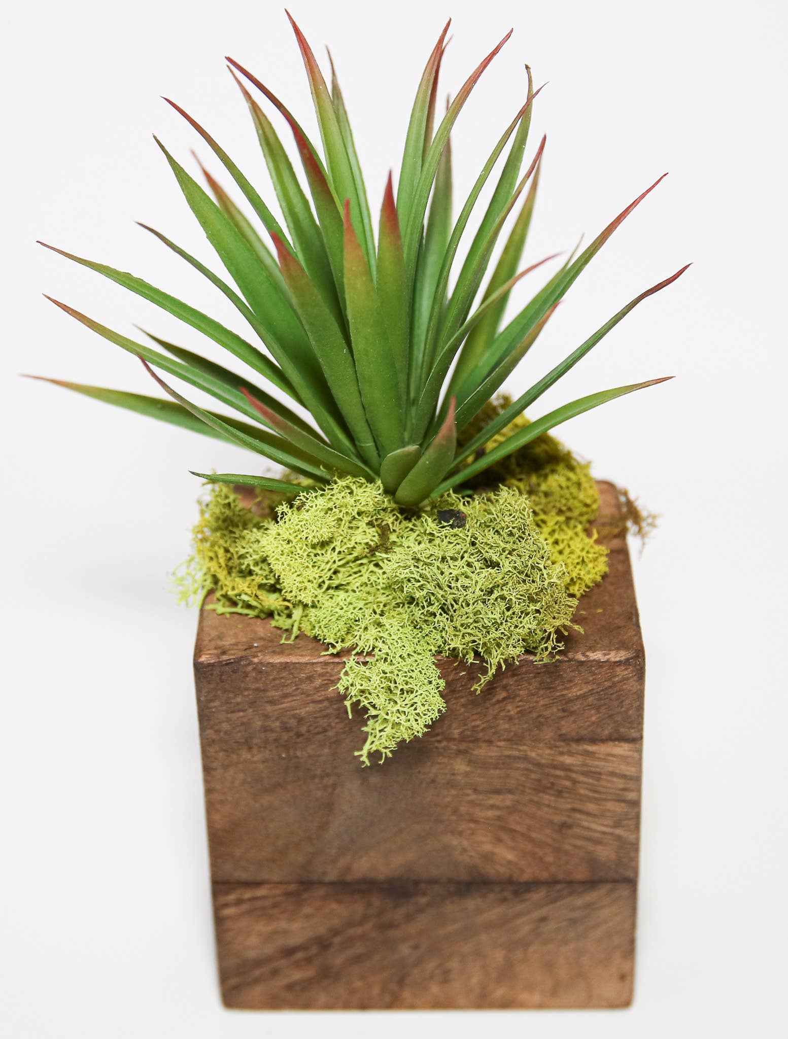 Succulent Sugar Mold - The Bronze Butterfly