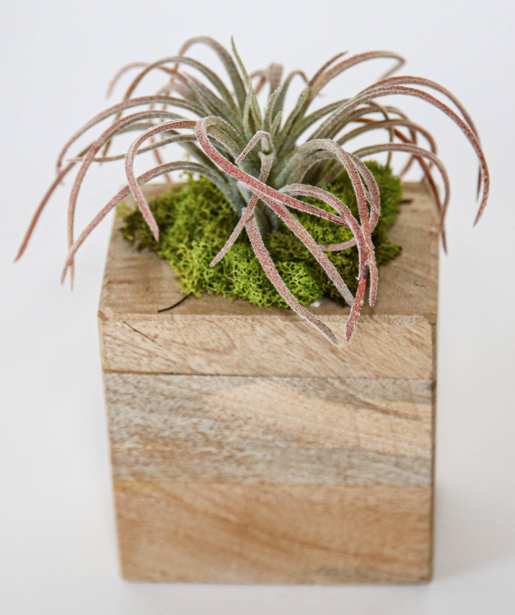 Succulent Sugar Mold - The Bronze Butterfly