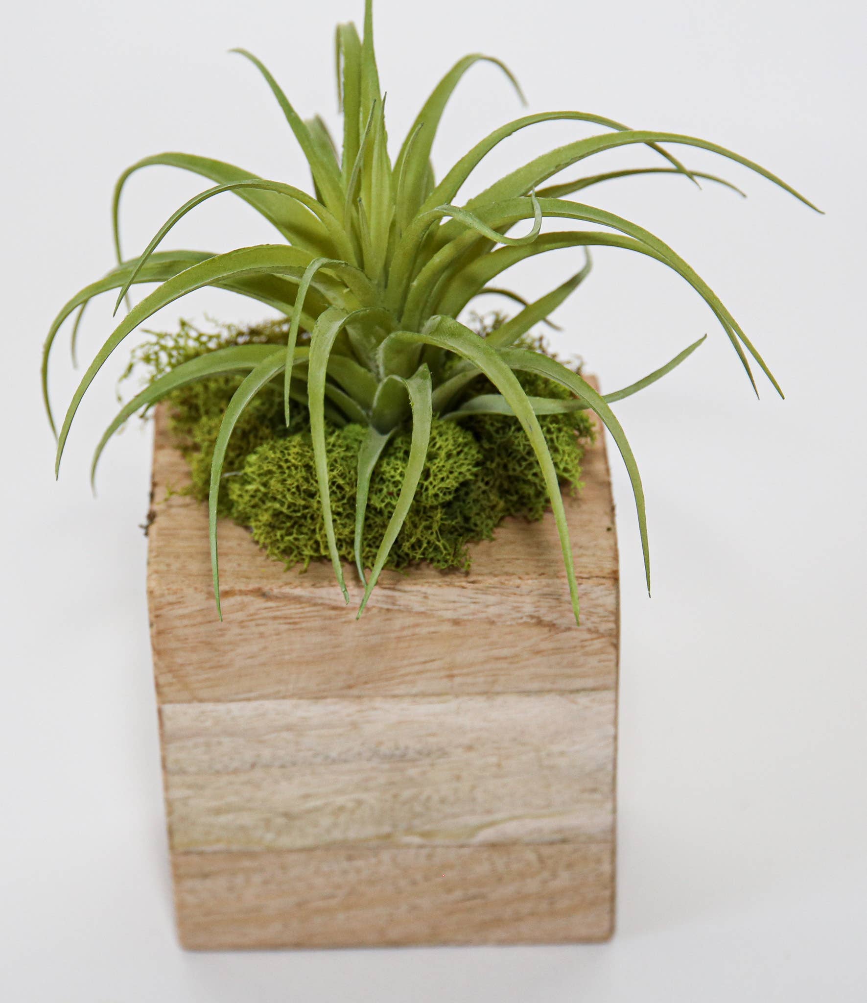 Succulent Sugar Mold - The Bronze Butterfly