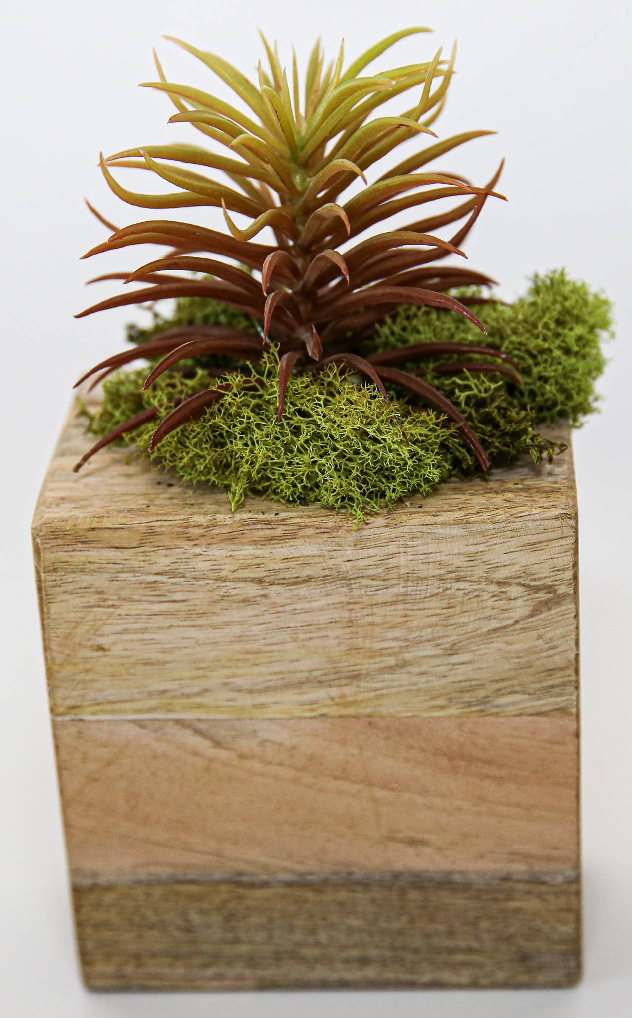 Succulent Sugar Mold - The Bronze Butterfly