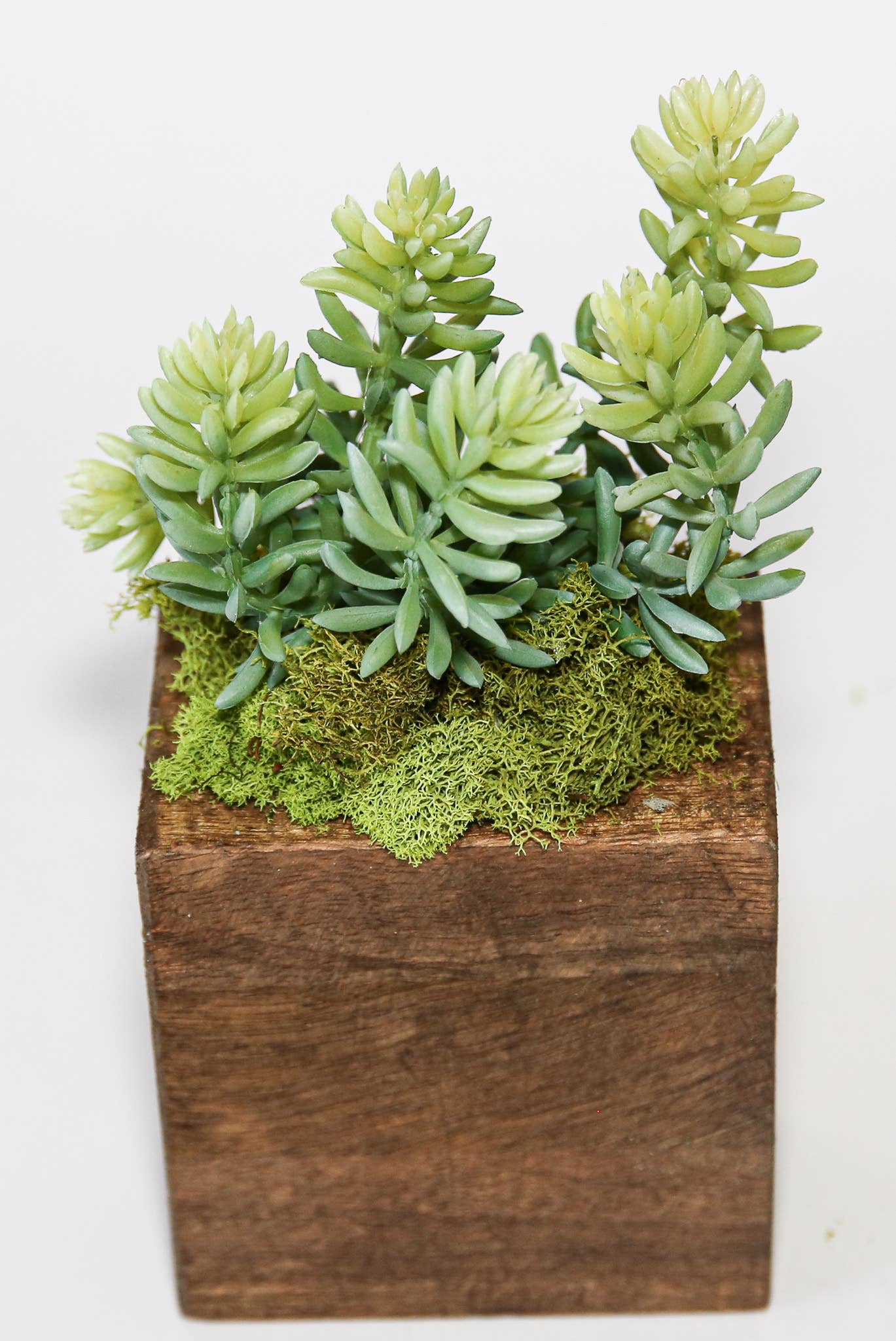 Succulent Sugar Mold - The Bronze Butterfly