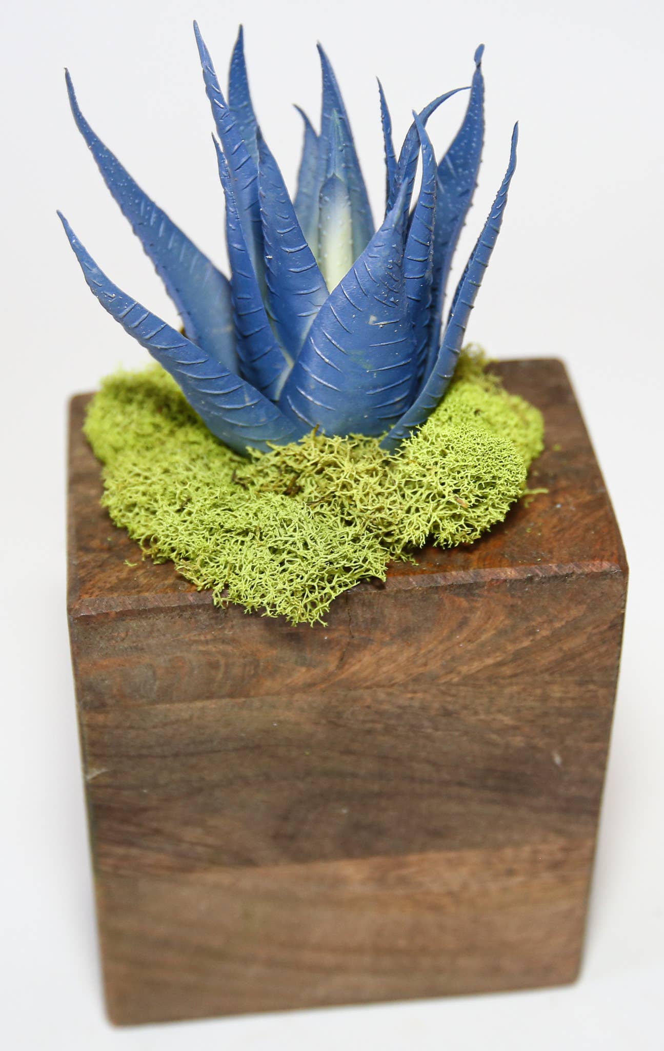 Succulent Sugar Mold - The Bronze Butterfly