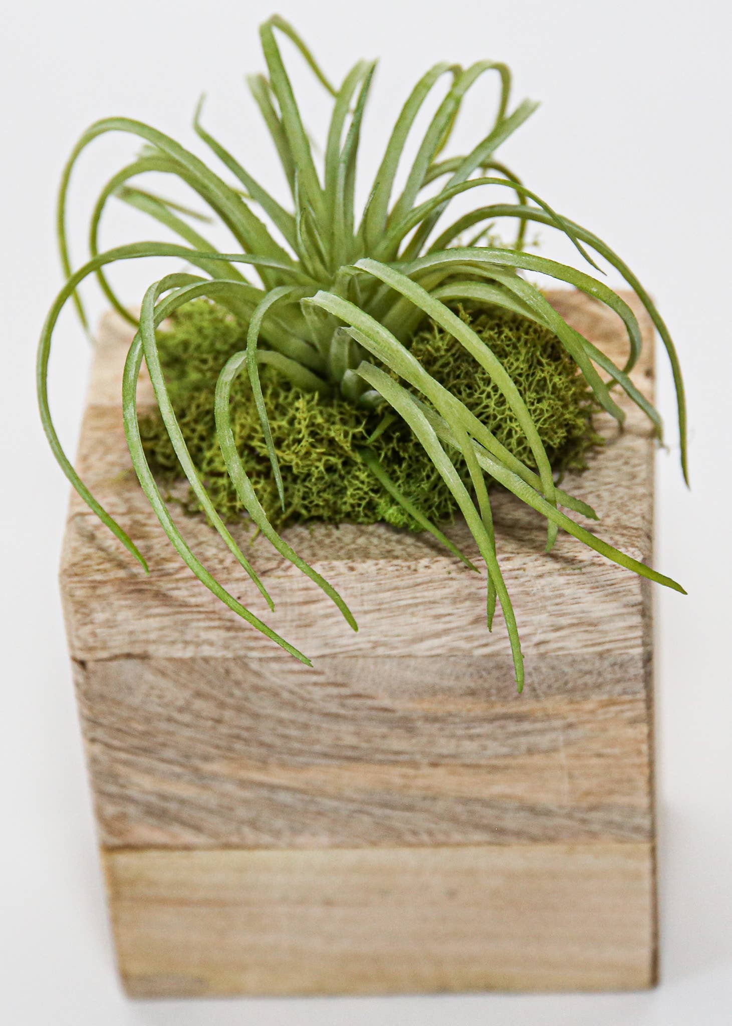 Succulent Sugar Mold - The Bronze Butterfly