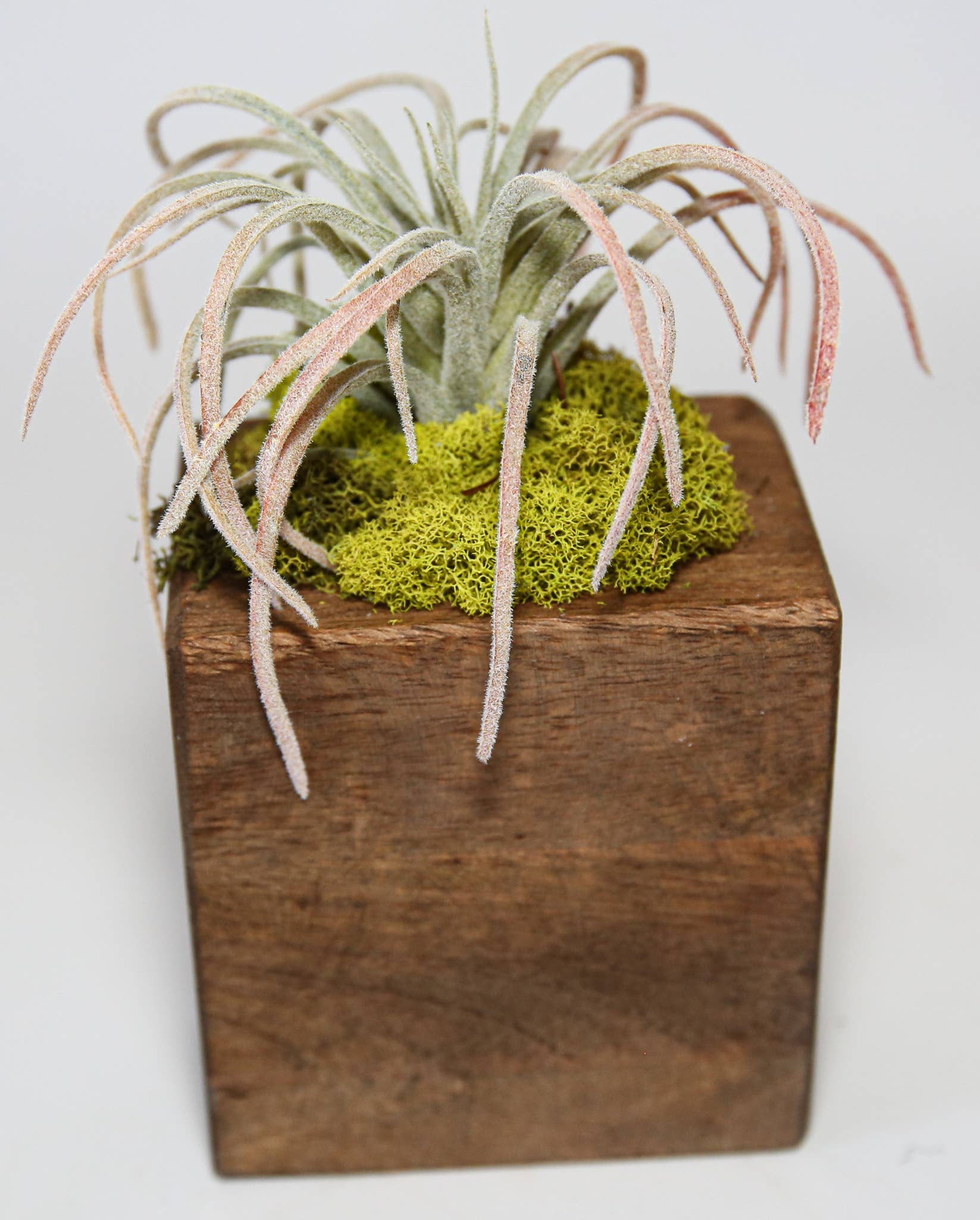 Succulent Sugar Mold - The Bronze Butterfly