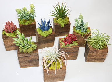 Succulent Sugar Mold - The Bronze Butterfly