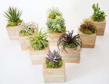 Succulent Sugar Mold - The Bronze Butterfly